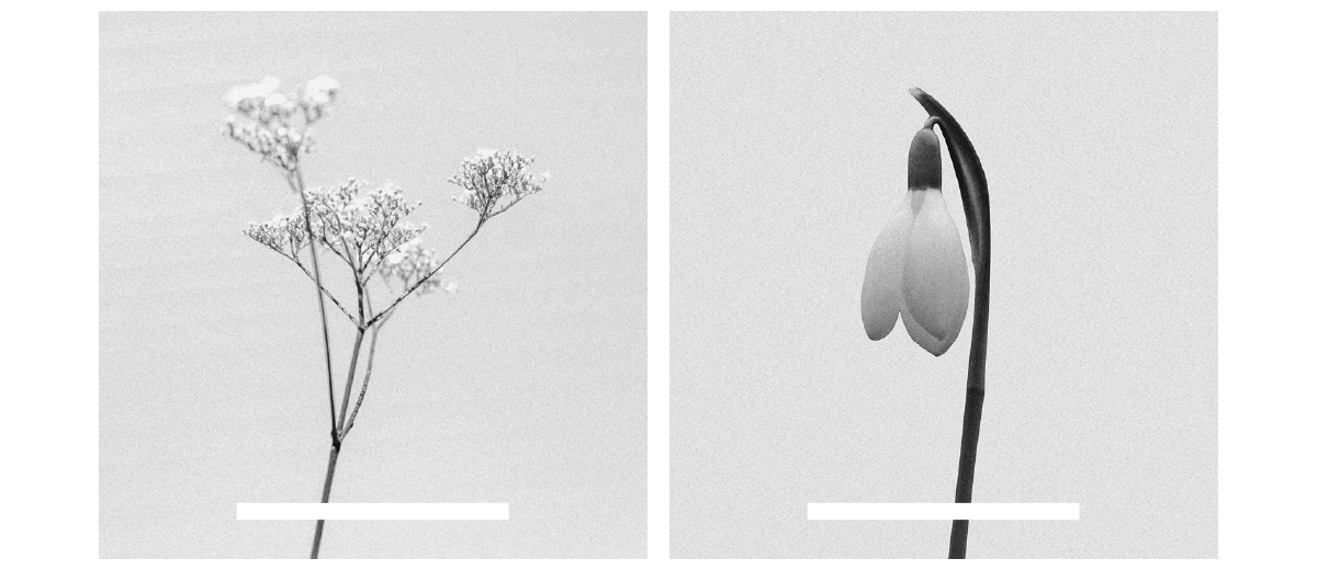 blumenbuehne_cards_2